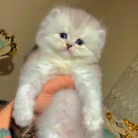 توله گربه بیریتیش