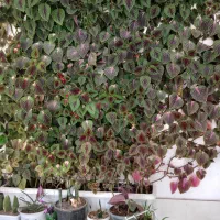 فروش زمین داخل محدوده در روستای زرند