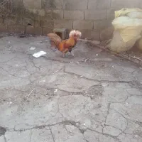 خروس لهستانی