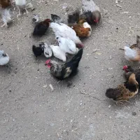 نیمچه مرغ خروس دوماهه