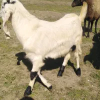 بزغاله افغانی اصیل