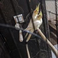 عروس هلندی لوتینو اصل چشم شرابی مولد واقعی