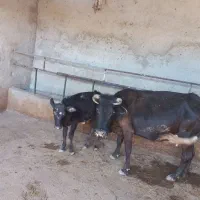گاو با گوساله نر|حیوانات مزرعه|کرج, کمال‌شهر|دیوار