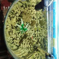 آکواریوم|ماهی|مشهد, نوید|دیوار