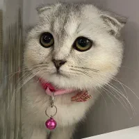 گربه اسکاتیش ماده