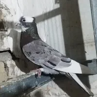 کبوتر پرشی هما سرور نر