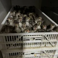 جوجه بوقلمون برنز سینه پهن انگلیسی