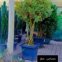 فروش گل اپرتمانی غول پیکر|گل و گیاه طبیعی|مشهد, شهرک صنعتی توس|دیوار