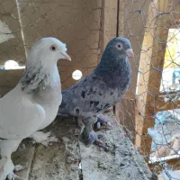 کبوتر ترکیه وارداتی بازی دار|پرنده|شهرکرد, |دیوار