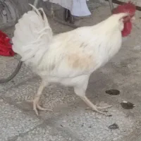 خروس|حیوانات مزرعه|نهبندان, |دیوار