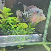 فلاور|ماهی|نیشابور, شریعتی|دیوار