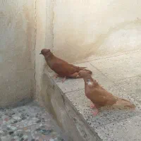 کبوتر