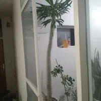 نخل ماداگاسکار|گل و گیاه طبیعی|اصفهان, کوی امیریه|دیوار