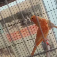 قناری رد فکتور