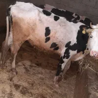 سیمنتال۳ساله
