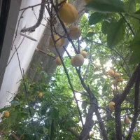 لیمو ترش سنگی