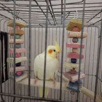 جفت عروس با جوجه|پرنده|مشهد, موسوی قوچانی|دیوار