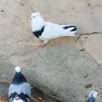 کبوترپرشتی|پرنده|کوهدشت, |دیوار