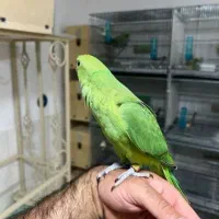 طوطی ملنگو|پرنده|کرمان, |دیوار