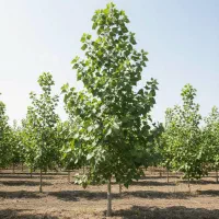 نهال صنوبر با رشد بالا و مقاومت در برابر شرایط سخت