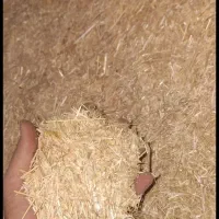 خارشتر .چغندر .کاه|حیوانات مزرعه|کاشمر, |دیوار