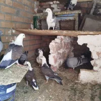 ۱۳عدد کفتر ویک عدد خروس