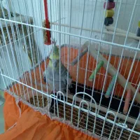 عروس هلندی نر  سخنگو