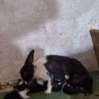 خرگوش و توله ها