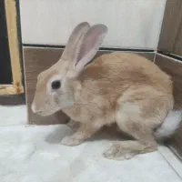فروش بچه خرگوش