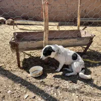 سگ پا کوتاه|سگ|کرمانشاه, |دیوار