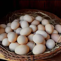 تخم مرغ محلی و لبنیات