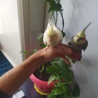 عروس هلندی جفت 3000000