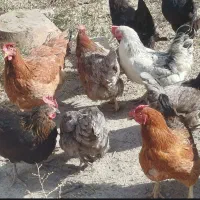 مرغ محلی|حیوانات مزرعه|گلمکان, |دیوار