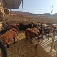 بره نر وماده|حیوانات مزرعه|پیر بکران, |دیوار