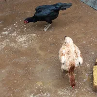 مرغ لاری اوشامو