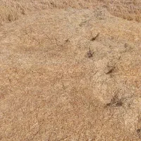 کاه