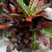 کروتن/انواع گل آپارتمانی/گیاه آپارتمانی زاموفیلیا