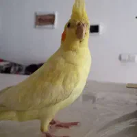 عروس هلندی گم شده با مژدگانی خوب|حیوانات|تبریز, |دیوار