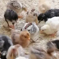 جوجه گلین لری عشایری