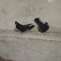 فروشی سیاه جفت چشم سفید