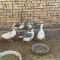 غاز|حیوانات مزرعه|قنوات, |دیوار