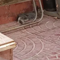 خرگوش