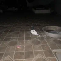 کبوتر کله سیاه و بوشهری مچ پر
