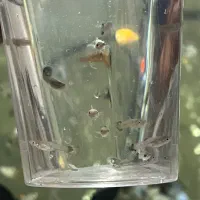 ماهی فایتر نر آماده کوپی گوپی سوارتل دم شمشیری|ماهی|قم, شهرک امام حسین|دیوار