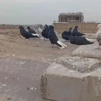 سری دم سفید درجه یک|پرنده|حمیدیه, |دیوار