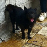 سگ نر خانگی سایز کوچیک