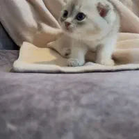 اسکاتیش کوچولو|گربه|تهران, دانشگاه شریف|دیوار