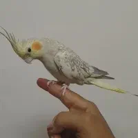 جفت عروس هلندی ۱۲۰۰|پرنده|باقرشهر, |دیوار