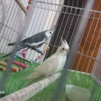 عروس هلندی|پرنده|همدان, |دیوار