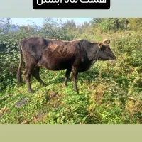 آبستن یک ماه مونده به زایمانش